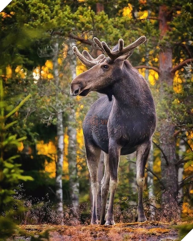 Những khoảnh khắc đẹp như bước ra từ cổ tích của các loài động vật