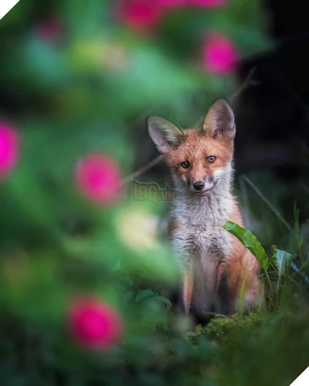 Những khoảnh khắc đẹp như bước ra từ cổ tích của các loài động vật