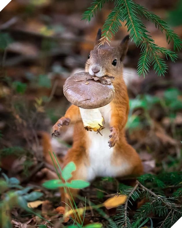 Những khoảnh khắc đẹp như bước ra từ cổ tích của các loài động vật