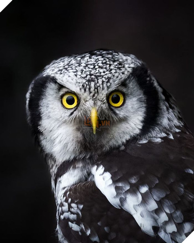 Những khoảnh khắc đẹp như bước ra từ cổ tích của các loài động vật