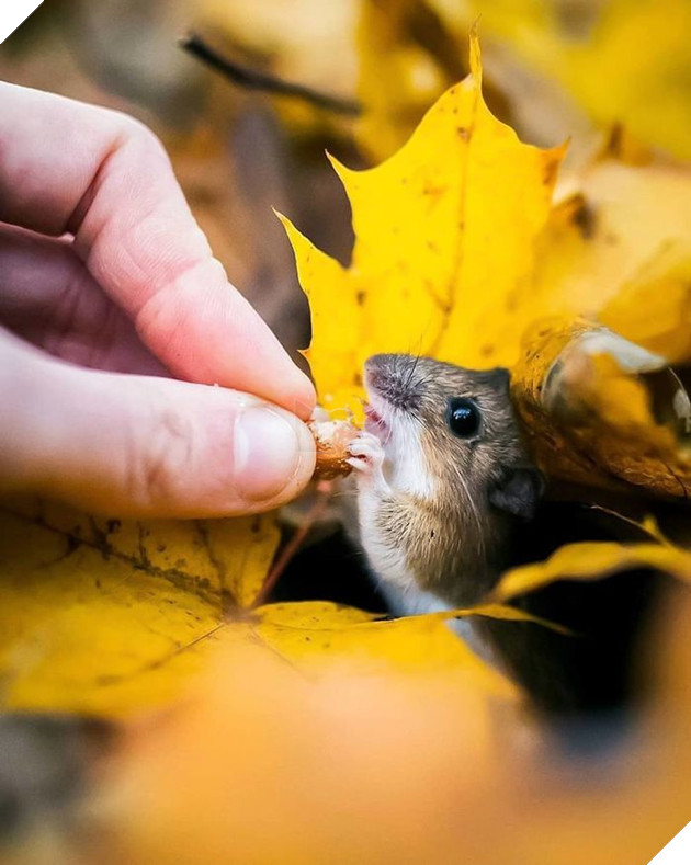 Những khoảnh khắc đẹp như bước ra từ cổ tích của các loài động vật