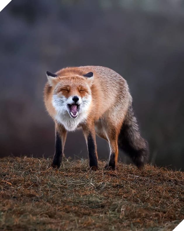 Những khoảnh khắc đẹp như bước ra từ cổ tích của các loài động vật