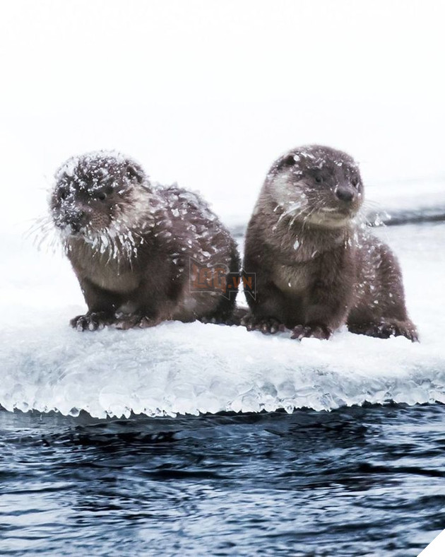 Những khoảnh khắc đẹp như bước ra từ cổ tích của các loài động vật