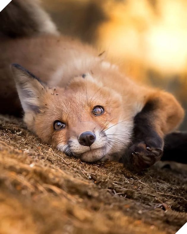 Những khoảnh khắc đẹp như bước ra từ cổ tích của các loài động vật