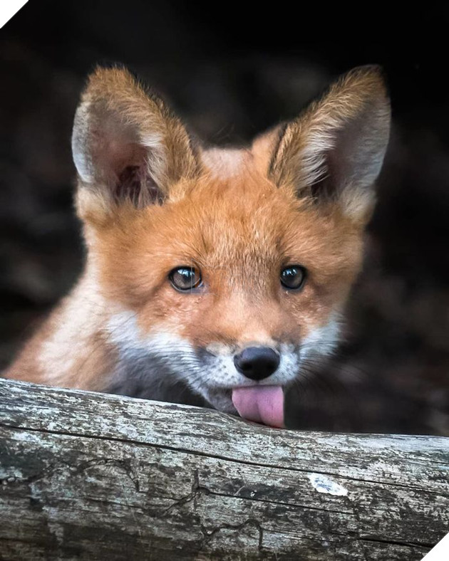 Những khoảnh khắc đẹp như bước ra từ cổ tích của các loài động vật