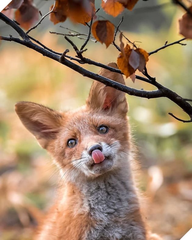 Những khoảnh khắc đẹp như bước ra từ cổ tích của các loài động vật