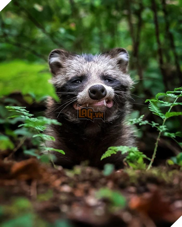 Những khoảnh khắc đẹp như bước ra từ cổ tích của các loài động vật