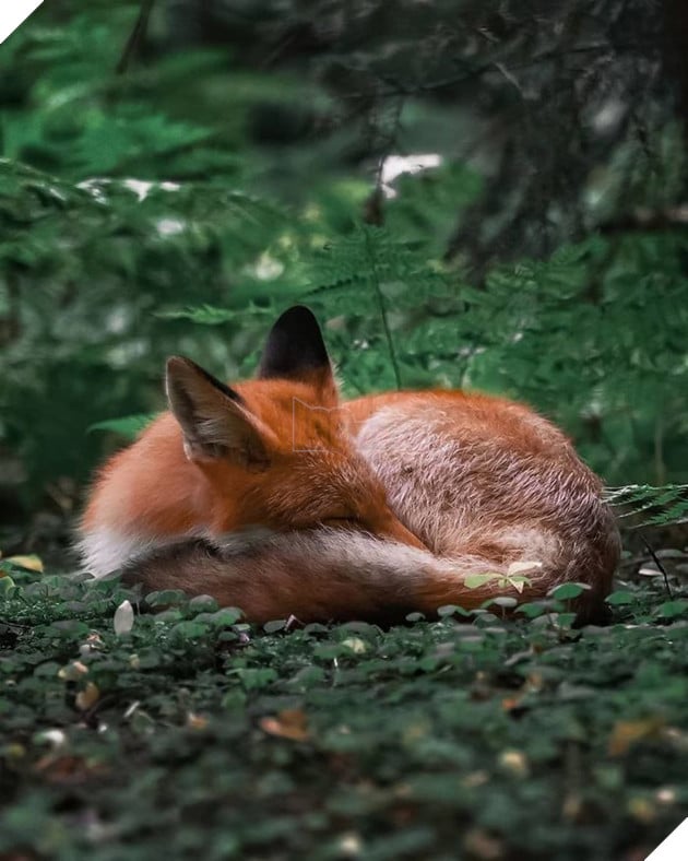 Những khoảnh khắc đẹp như bước ra từ cổ tích của các loài động vật