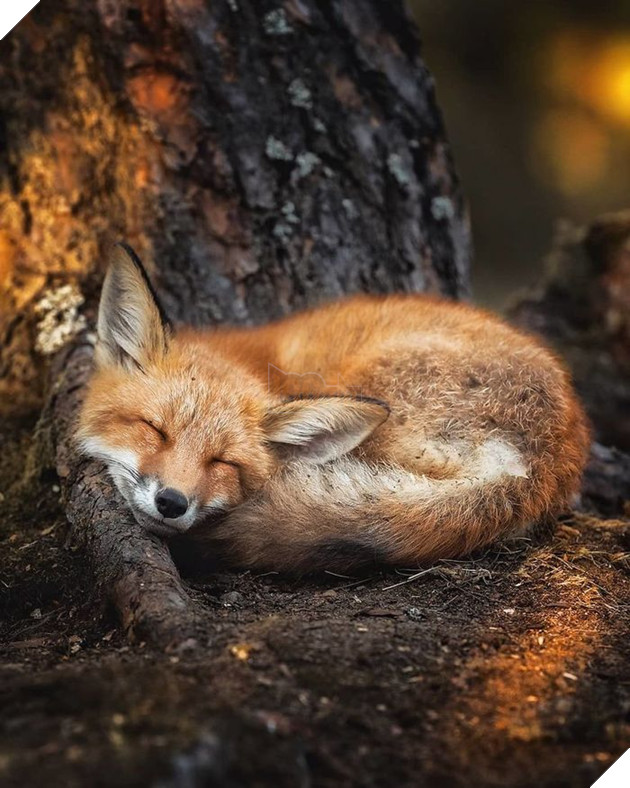 Những khoảnh khắc đẹp như bước ra từ cổ tích của các loài động vật