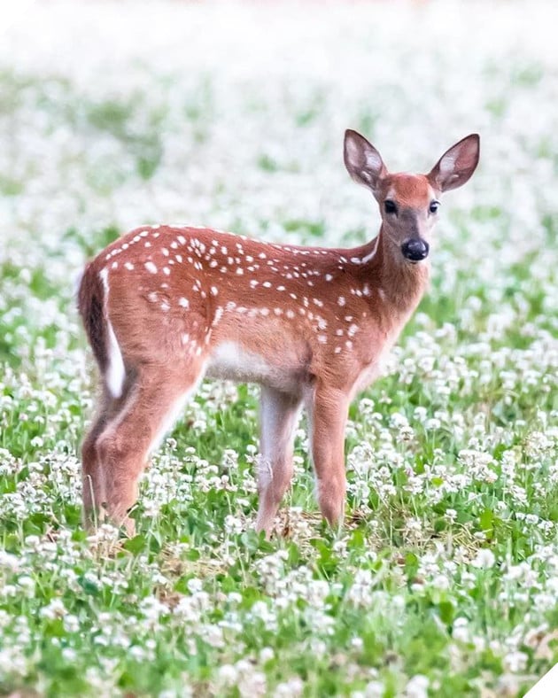 Những khoảnh khắc đẹp như bước ra từ cổ tích của các loài động vật