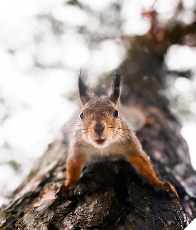 Những khoảnh khắc đẹp như bước ra từ cổ tích của các loài động vật