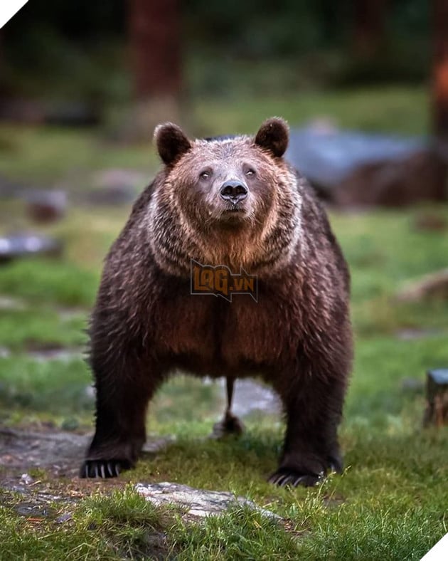 Những khoảnh khắc đẹp như bước ra từ cổ tích của các loài động vật