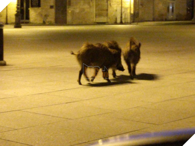 Người dân ở nhà né dịch, anh em động vật hoang dã bèn kéo nhau vào thành phố chơi cho biết 4