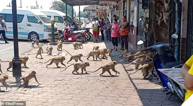 Người dân ở nhà né dịch, anh em động vật hoang dã bèn kéo nhau vào thành phố chơi cho biết 8