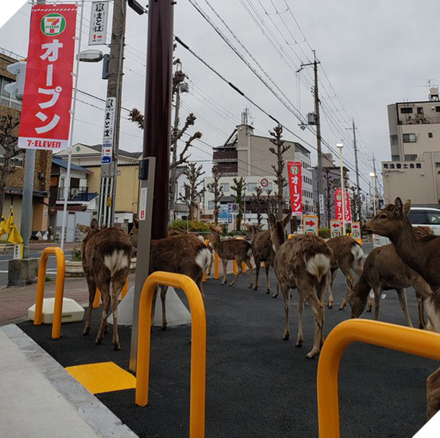 Người dân ở nhà né dịch, anh em động vật hoang dã bèn kéo nhau vào thành phố chơi cho biết 3