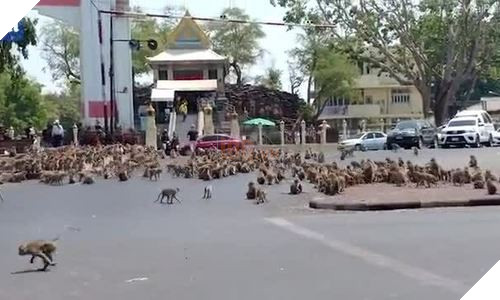 Người dân ở nhà né dịch, anh em động vật hoang dã bèn kéo nhau vào thành phố chơi cho biết 9