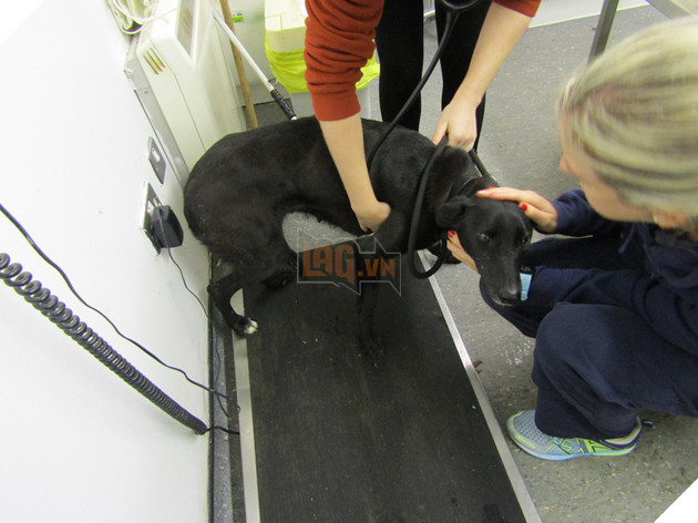 Bảy chú chó đã được đưa đến trung tâm động vật quốc gia ISPCA ở quận Longford để điều trị thú y khẩn cấp.