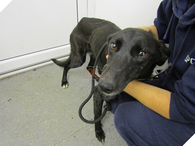 Những người cứu hộ đặt tên cho chó mẹ là Emmy Lou.