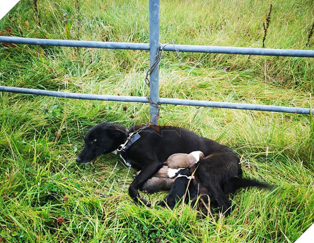 Bỏ rơi một chú chó chỉ 2 tuổi trong tình trạng bị xích mà không có nước, thức ăn hoặc nơi trú ẩn gần như có thể giết chết nó