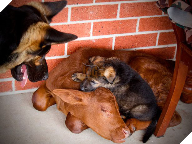 Cảm động chuyện khỉ con được chó nhận nuôi sau khi mẹ của nó qua đời vì bị đầu độc - Ảnh 3.