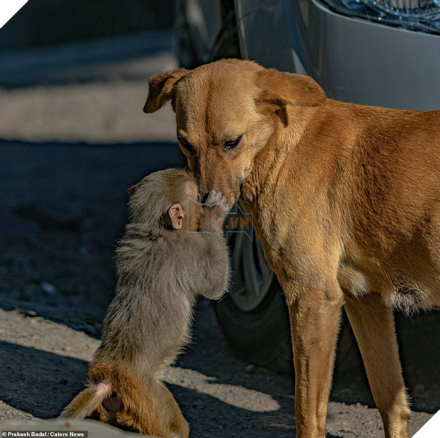 Cảm động chuyện khỉ con được chó nhận nuôi sau khi mẹ của nó qua đời vì bị đầu độc - Ảnh 1.