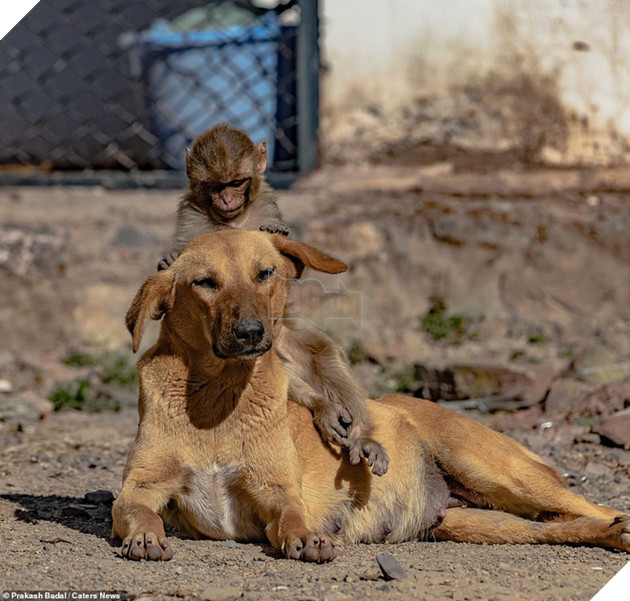 Mẹ qua đời v&#236; bị đầu độc, khỉ con được ch&#243; nhận nu&#244;i v&#224; t&#236;nh mẫu tử kh&#225;c lo&#224;i khiến MXH cảm động - Ảnh 2.