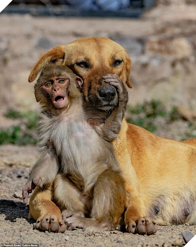 Mẹ qua đời v&#236; bị đầu độc, khỉ con được ch&#243; nhận nu&#244;i v&#224; t&#236;nh mẫu tử kh&#225;c lo&#224;i khiến MXH cảm động - Ảnh 2.