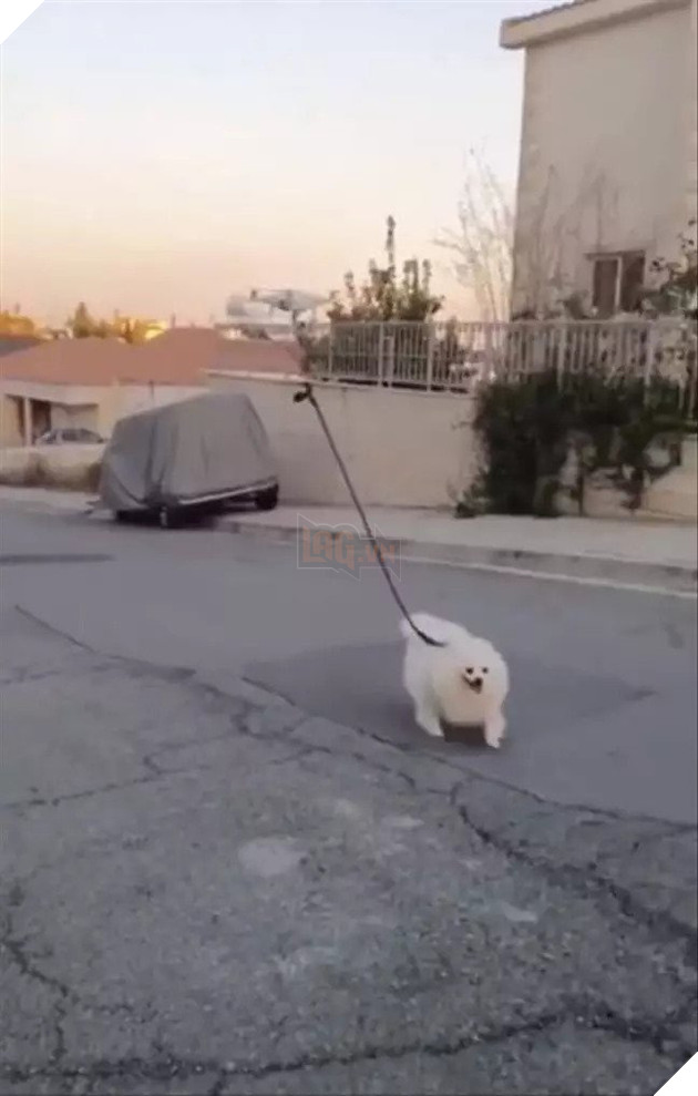 Thanh niên dùng flycam để... dắt chó đi dạo khi đang tự cách ly tại nhà - Ảnh 1.