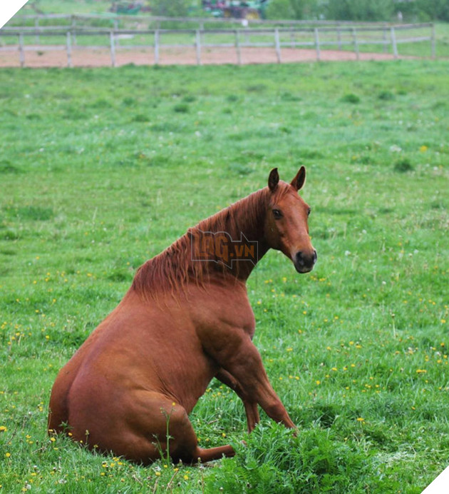 Hóa ra ngựa được &quot;thiết kế&quot; để ngồi giống chó - Ảnh 10.