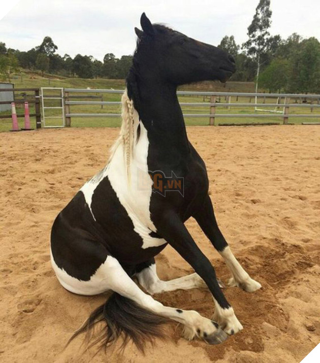 Hóa ra ngựa được &quot;thiết kế&quot; để ngồi giống chó - Ảnh 14.