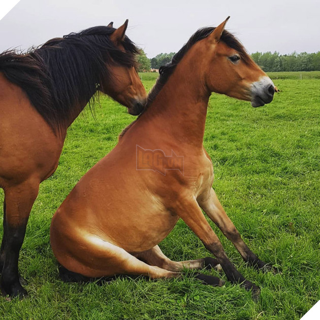 Hóa ra ngựa được &quot;thiết kế&quot; để ngồi giống chó - Ảnh 12.