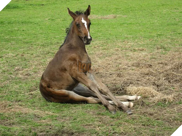 Hóa ra ngựa được &quot;thiết kế&quot; để ngồi giống chó - Ảnh 16.