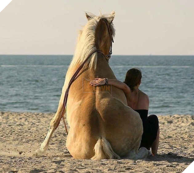 Hóa ra ngựa được &quot;thiết kế&quot; để ngồi giống chó - Ảnh 18.