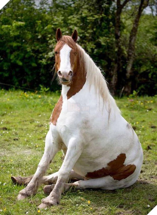 Hóa ra ngựa được &quot;thiết kế&quot; để ngồi giống chó - Ảnh 22.