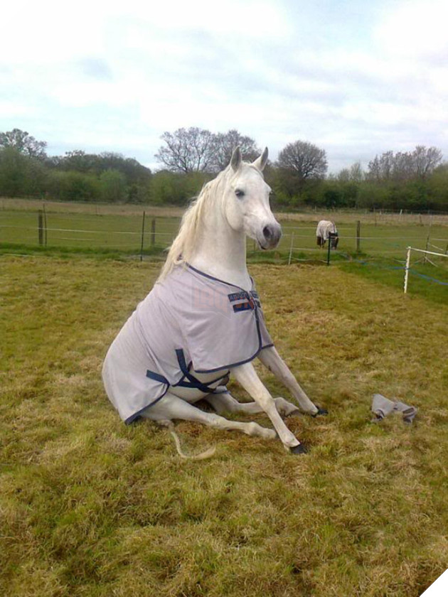 Hóa ra ngựa được &quot;thiết kế&quot; để ngồi giống chó - Ảnh 8.