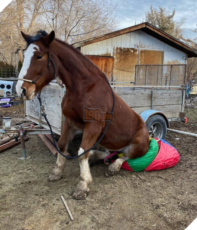 Hóa ra ngựa được &quot;thiết kế&quot; để ngồi giống chó - Ảnh 2.