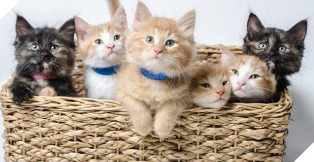 Kênh truyền hình Mỹ phát video chó mèo 94 tiếng liên tục để khán giả đỡ stress trong mùa Covid-19 - Ảnh 1.