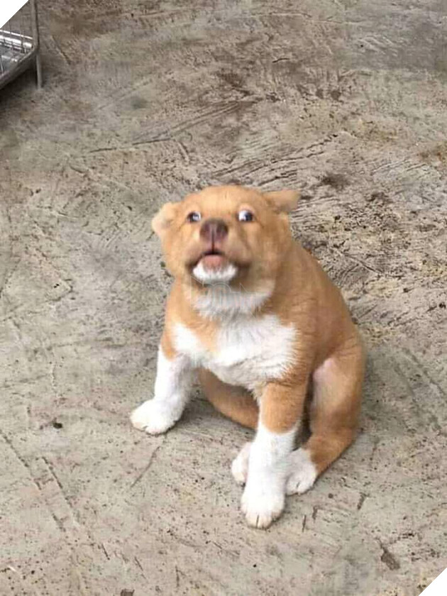 Lộ diện bạn gái của Idol Nguyễn Văn Dúi, có màu lông khác nhưng độ cà khịa không kém chút nào 3