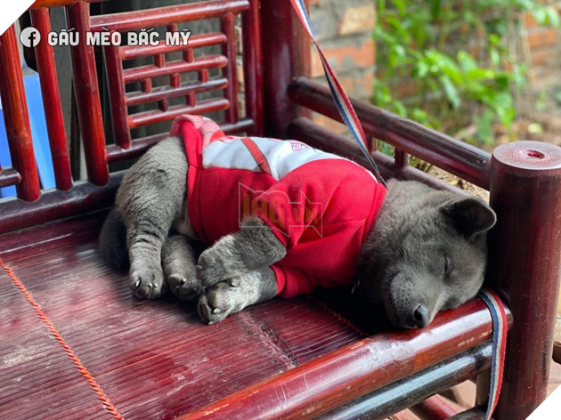 Lộ diện bạn gái của Idol Nguyễn Văn Dúi, có màu lông khác nhưng độ cà khịa không kém chút nào 12