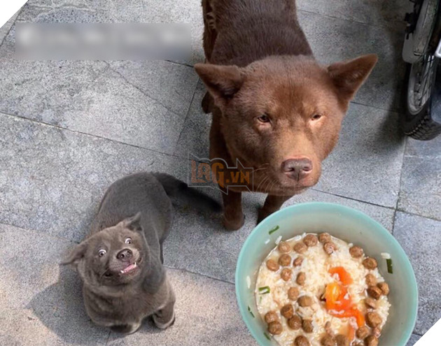 Lộ diện bạn gái của Idol Nguyễn Văn Dúi, có màu lông khác nhưng độ cà khịa không kém chút nào 9