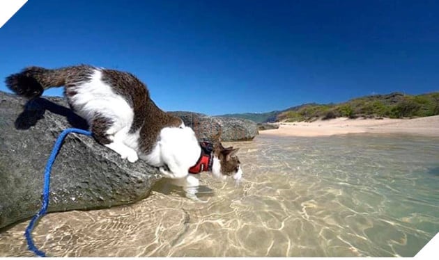 Hokule - Từ chú mèo hoang trở thành chơi lướt sóng cự phách 7