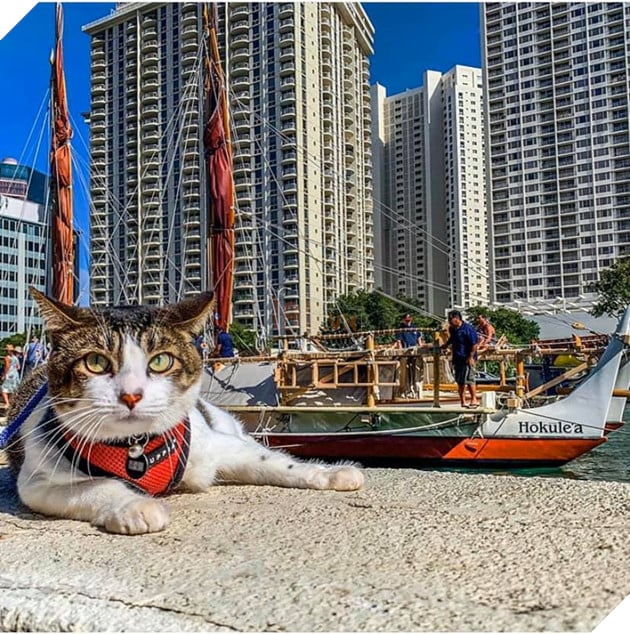 Hokule - Từ chú mèo hoang trở thành chơi lướt sóng cự phách 13
