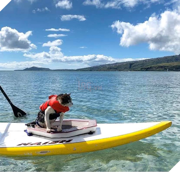 Hokule - Từ chú mèo hoang trở thành chơi lướt sóng cự phách 6