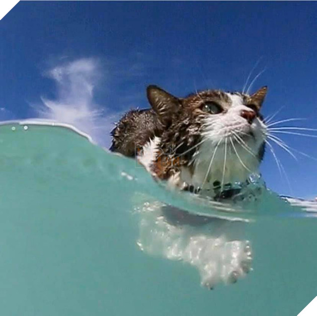 Hokule - Từ chú mèo hoang trở thành chơi lướt sóng cự phách