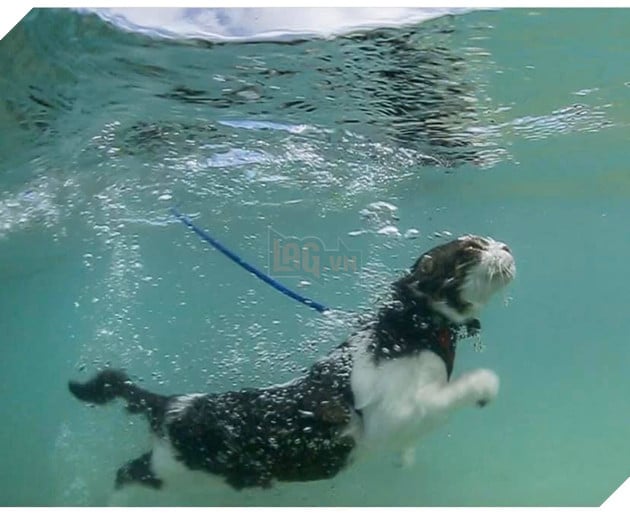 Hokule - Từ chú mèo hoang trở thành chơi lướt sóng cự phách 11