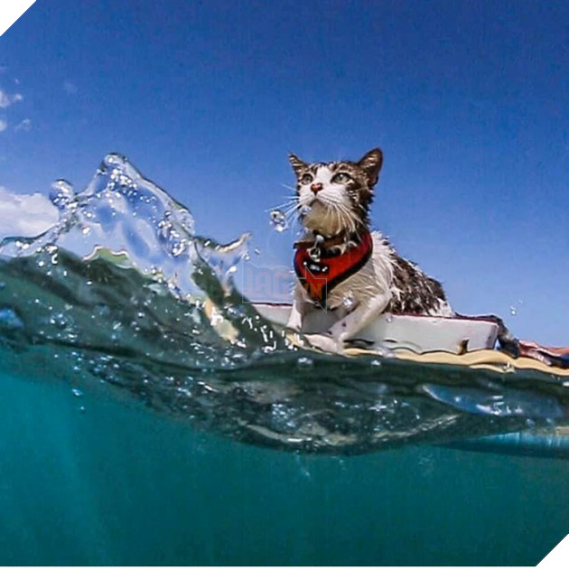 Hokule - Từ chú mèo hoang trở thành chơi lướt sóng cự phách 5