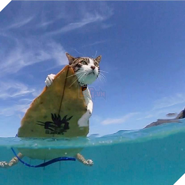 Hokule - Từ chú mèo hoang trở thành chơi lướt sóng cự phách 4