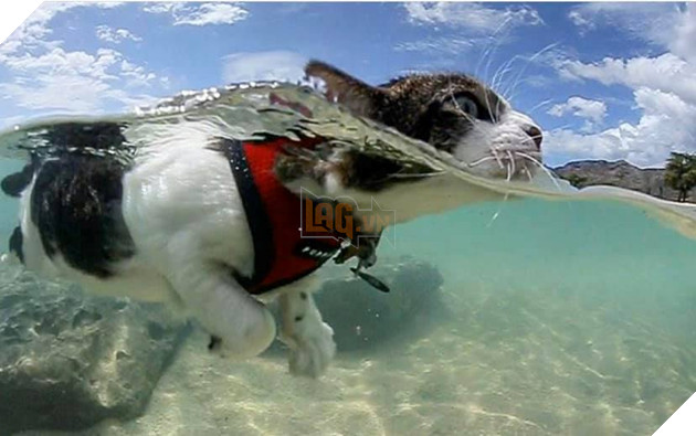 Hokule - Từ chú mèo hoang trở thành chơi lướt sóng cự phách 10