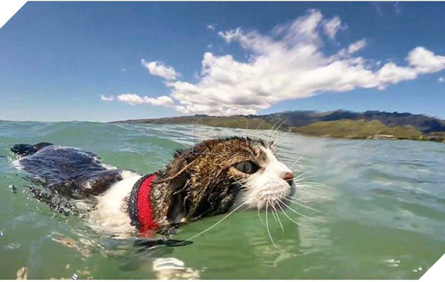 Hokule - Từ chú mèo hoang trở thành chơi lướt sóng cự phách 8