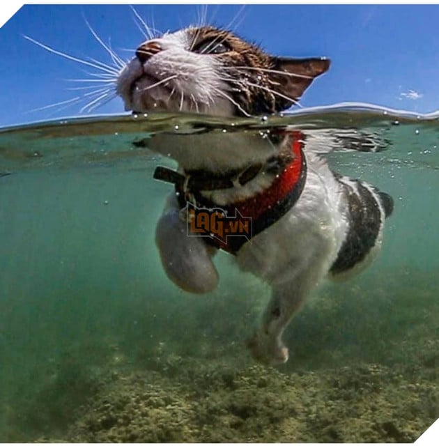 Hokule - Từ chú mèo hoang trở thành chơi lướt sóng cự phách 9